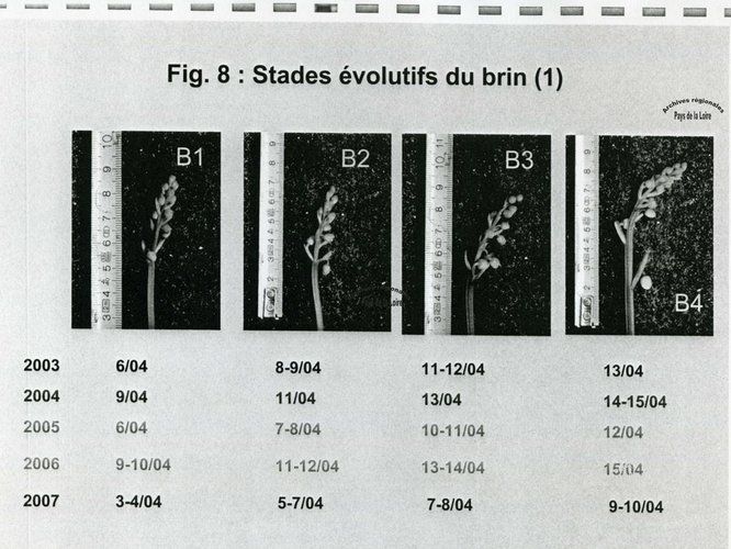 Extrait des résultats de l’expérimentation menée en 2007 sur la production de muguet par la Fédération départementale des Maraîchers nantais : étude des stades de croissance des brins de muguet entre 2003 et 2007.